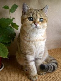 Как избавиться от неприятных запахов в доме Как избавиться от неприятных запахов в доме