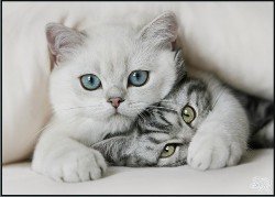 Кошка от инфаркта, влияние кошек на сердечно-сосудистую систему Кошка от инфаркта, влияние кошек на сердечно-сосудистую систему