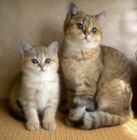 Сухой корм для кошки, вред от длительного применения Сухой корм для кошки, вред от длительного применения