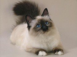 Кошка это домашний лекарь Кошка это домашний лекарь