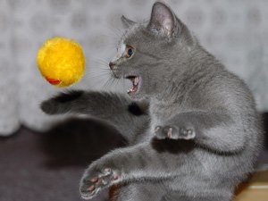 Игры для кошек, научить кошку полезным командам Игры для кошек, научить кошку полезным командам