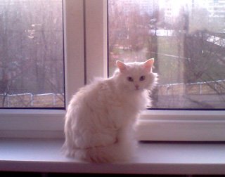 Можно ли вразумить кошку Можно ли вразумить кошку
